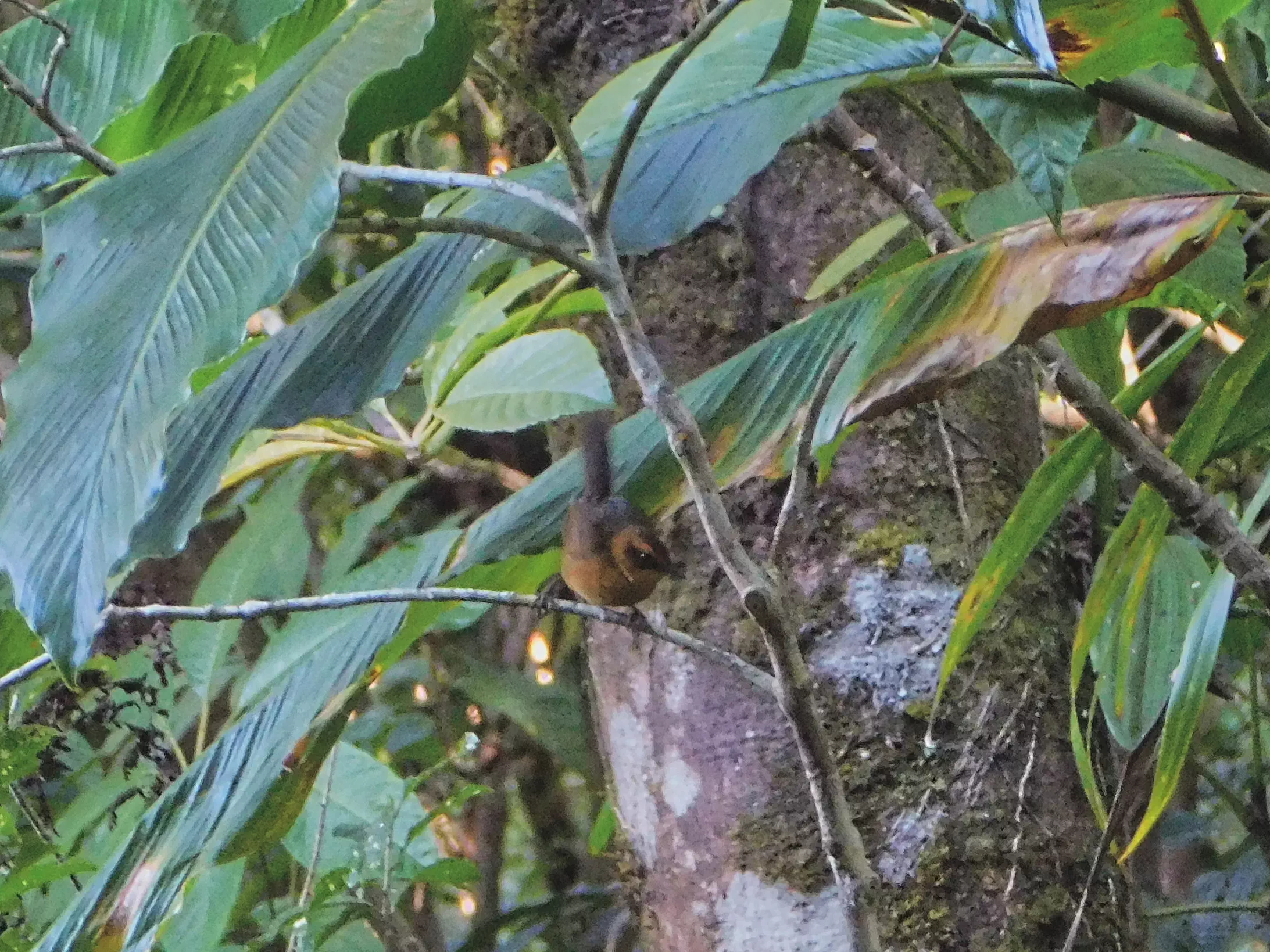 Santo Thicketbird, endemic to Espiritu Santo island, Vanuatu