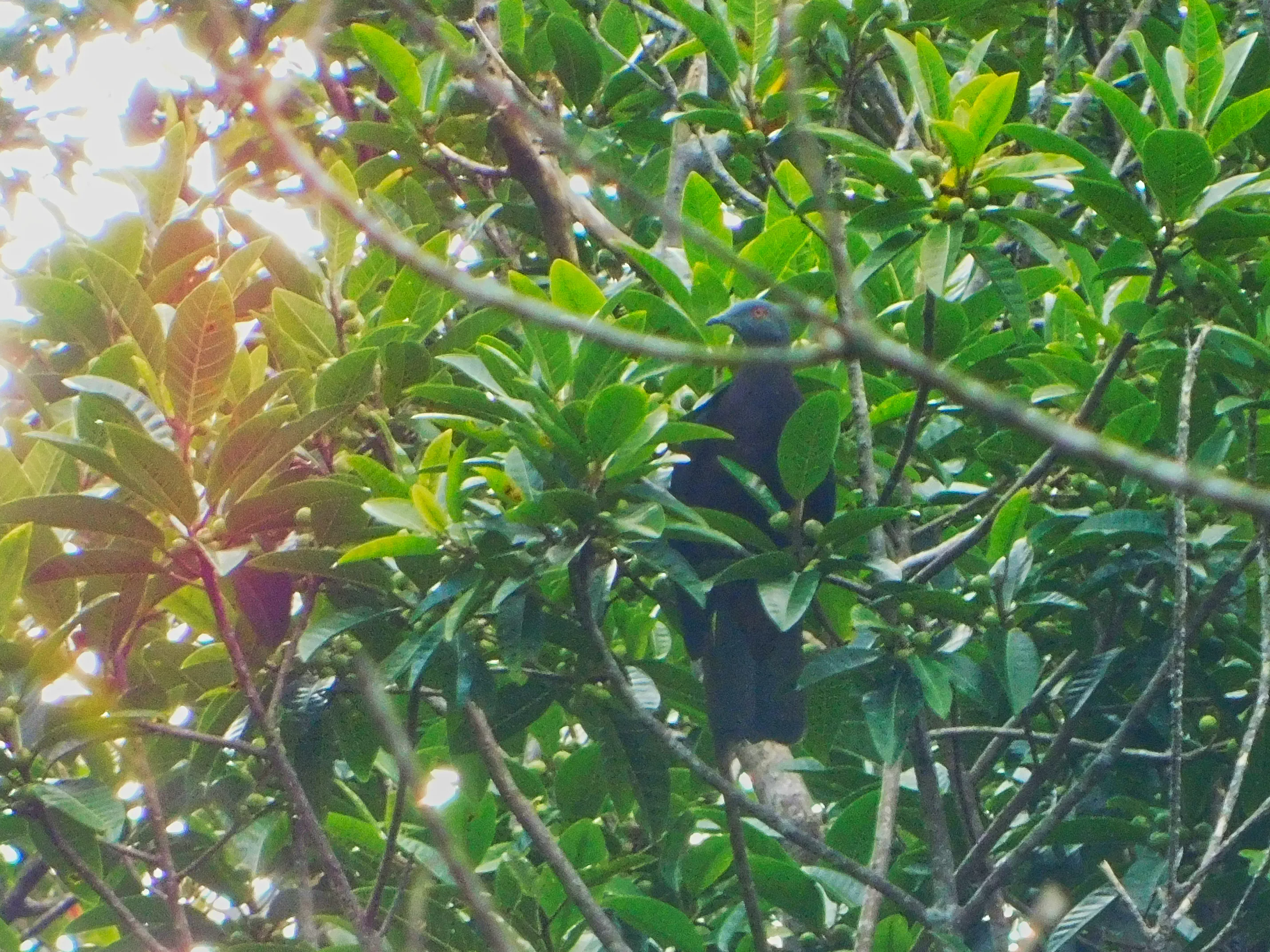 Vanuatu Imperial Pigeon, endemic to northern Vanuatu