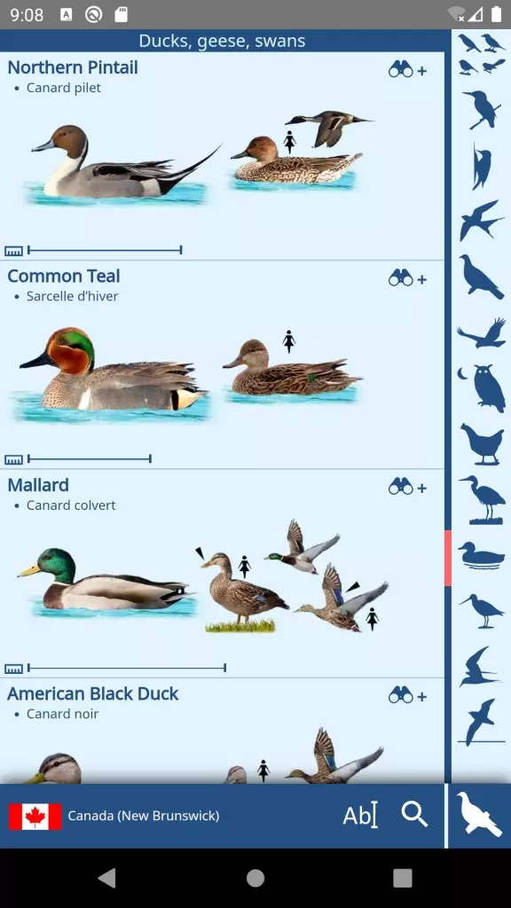Screenshot - List of birds with visual categories on the right